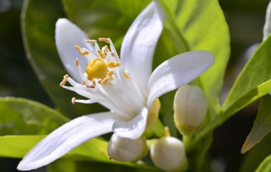 橙花