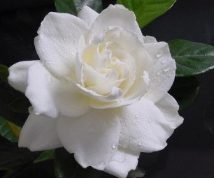梔子花